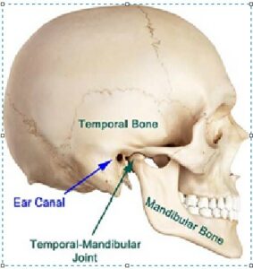 TMJ diagram